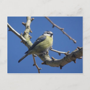 Oiseau peu coloré avec ciel bleu carte postale DIY