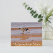 Oiseau rare sur l'île Chappaquiddick Carte postale (Debout devant)