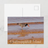 Oiseau rare sur l'île Chappaquiddick Carte postale (Devant / Derrière)