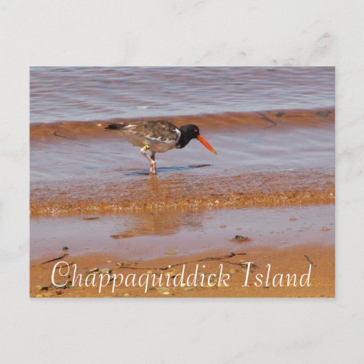 Oiseau rare sur l'île Chappaquiddick Carte postale (Devant)