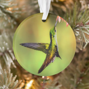 Oiseau rose de colibri