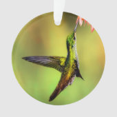 Oiseau rose de colibri (devant)