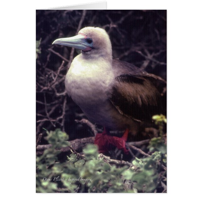 Oiseau Rouge-Aux pieds unique (Devant)