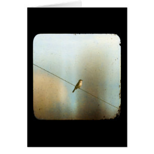 Oiseau sur un fil