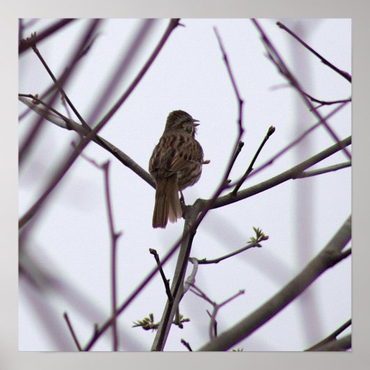 Oiseau sur une affiche de succursale (Devant)