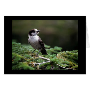 Oiseaux 192 sauvages