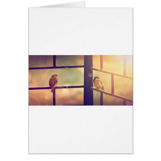 Oiseaux au soleil couchant