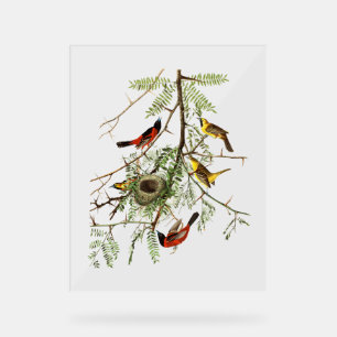 Oiseaux Audubon - Oriole des vergers - Févier d'Am