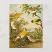 Oiseaux d'Amérique du Nord | Carte postale d'Anton (Devant)