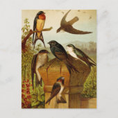 Oiseaux d'Amérique du Nord | Carte postale de Gust (Devant)