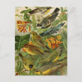 Oiseaux d'Amérique du Nord | Carte postale de Gust (Devant)