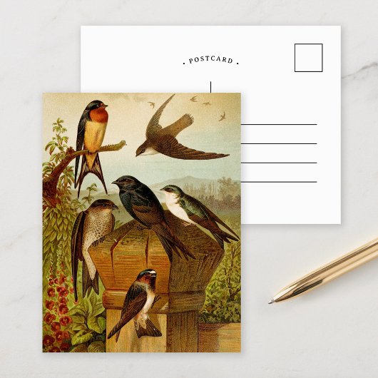 Oiseaux d'Amérique du Nord | Carte postale de Gust
