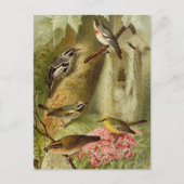 Oiseaux d'Amérique du Nord | Carte postale de Gust (Devant)