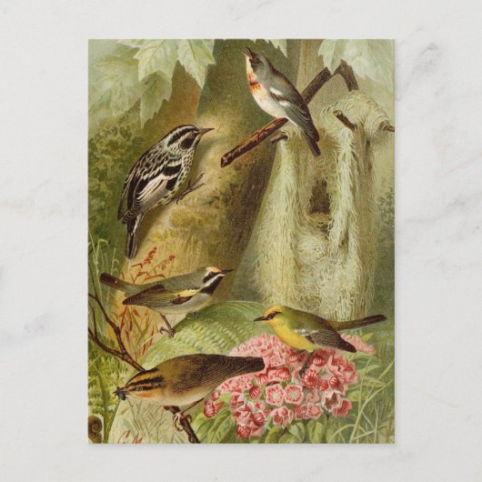 Oiseaux d'Amérique du Nord | Carte postale de Gust (Devant)