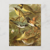 Oiseaux d'Amérique du Nord | Carte postale de Gust (Devant)
