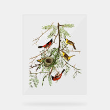 Oiseaux d'Audubon - Oriole de verger - Criquet de