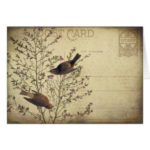 Oiseaux de baie