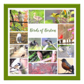 Oiseaux de Boston Photo Collage (Devant)