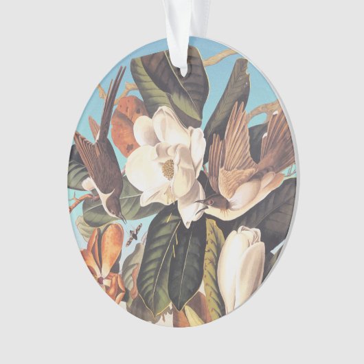 Oiseaux de cacao à bec noir Audubon (devant)