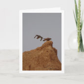 Oiseaux de faucille, Carte Falco Tinnunculus (Devant)