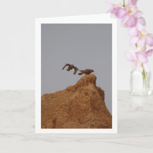 Oiseaux de faucille, Carte Falco Tinnunculus