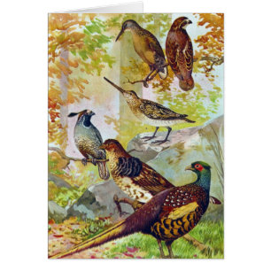Oiseaux de jeu 1902 Véritable Chromolithographe en