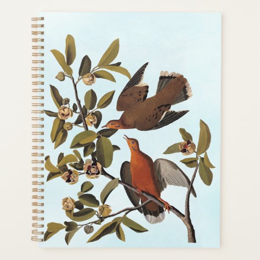Oiseaux de la colombe Zenaida d'Audubon sur la bra (Devant)