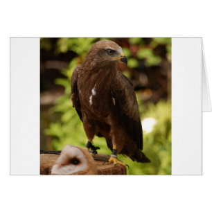 Oiseaux de proie