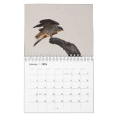 Oiseaux de proie - Petit calendrier de deux pages (Jan 2026)