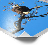 Oiseaux de proie photo collage (Coin)