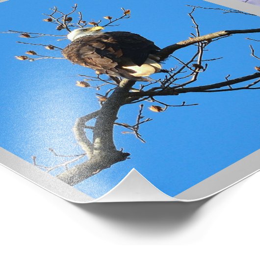 Oiseaux de proie photo collage (Coin)