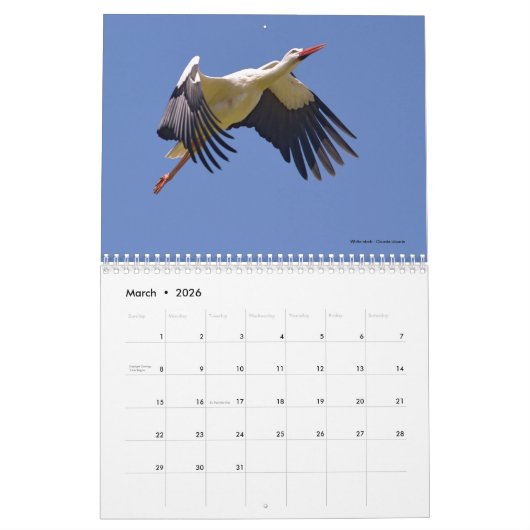 Oiseaux en vol 12 mois calendrier (Mar 2026)