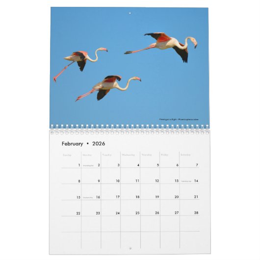 Oiseaux en vol 12 mois calendrier (Feb 2026)