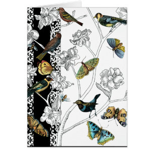 Oiseaux et papillon sur un arrière - plan noir et