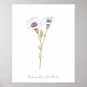 Oiseaux Gilia aquarelle Poster