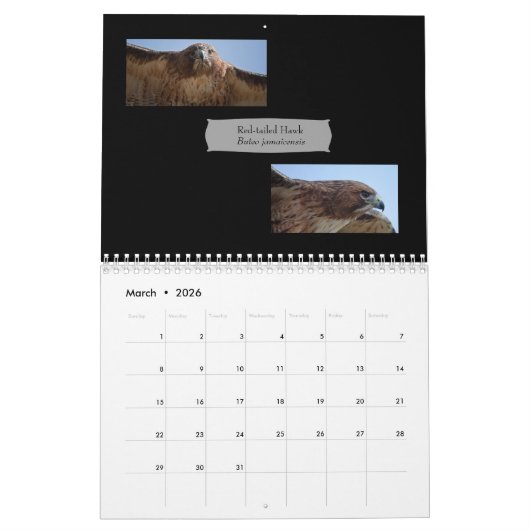 Oiseaux impressionnants du calendrier 2019 de (Mar 2026)