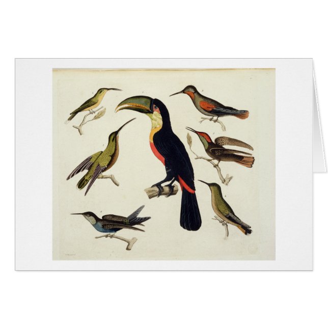 Oiseaux indigènes, y compris le toucan (centre), (Devant horizontal)