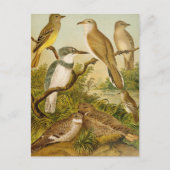 Oiseaux nord-américains | Carte postale Anton Goer (Devant)