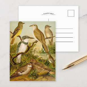 Oiseaux nord-américains   Carte postale Anton Goer
