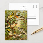 Oiseaux nord-américains | Carte postale Anton Goer<br><div class="desc">Illustration de l'artiste allemand Christian Anton Goering tirée du livre Die Nordamerikanische Vogelwelt de 1891 (The World of North-American Birds). Le livre décrit chacun des oiseaux nord-américains que Heinrich Nehrling avait rencontrés ou lus à propos de. Le volume est magnifiquement illustré par le professeur Robert Ridgway de la Smithsonian Institution...</div>