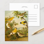 Oiseaux nord-américains | Carte postale Anton Goer<br><div class="desc">Illustration de l'artiste allemand Christian Anton Goering tirée du livre Die Nordamerikanische Vogelwelt de 1891 (The World of North-American Birds). Le livre décrit chacun des oiseaux nord-américains que Heinrich Nehrling avait rencontrés ou lus à propos de. Le volume est magnifiquement illustré par le professeur Robert Ridgway de la Smithsonian Institution...</div>