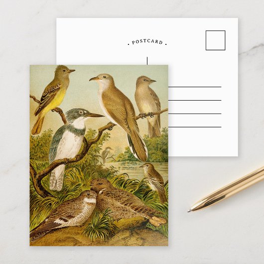 Oiseaux nord-américains | Carte postale Anton Goer