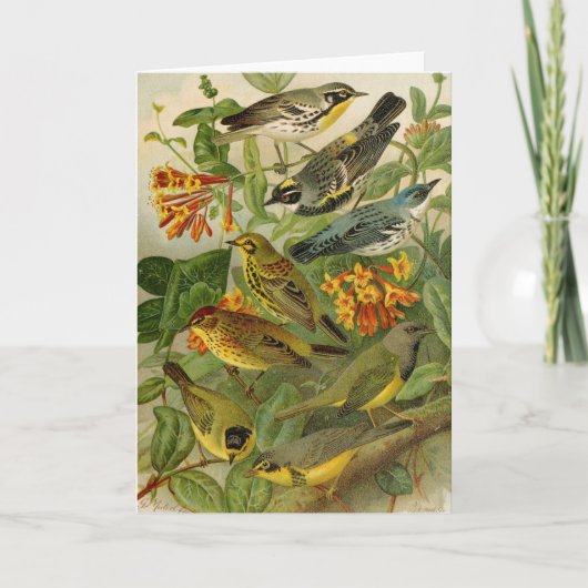 Oiseaux nord-américains | Carte tzel Gustav Mü (Devant)