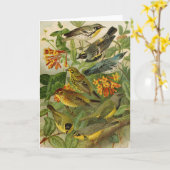 Oiseaux nord-américains | Carte tzel Gustav Mü (Fleur jaune)