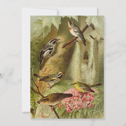 Oiseaux nord-américains | Carte tzel Gustav Mü (Devant)