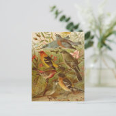 Oiseaux nord-américains | Gustav Mü tzel Carte po (Debout devant)