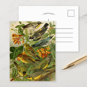 Oiseaux nord-américains Gustav Mü tzel Carte po