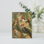 Oiseaux nord-américains | Gustav Mü tzel Carte po (Debout devant)