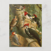 Oiseaux nord-américains | Gustav Mü tzel Carte po (Devant)