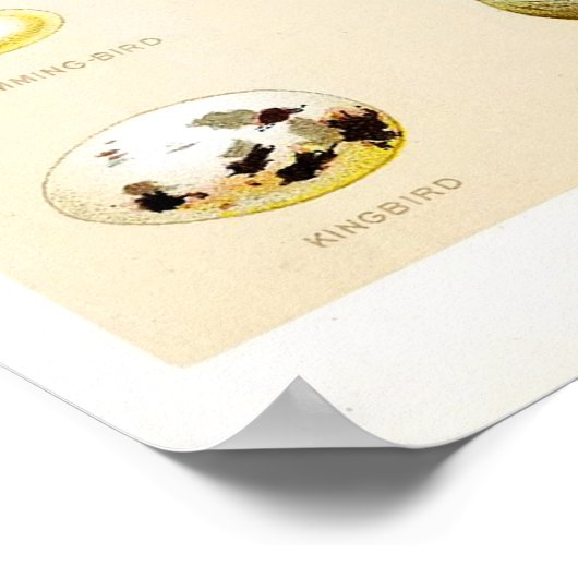 Oiseaux OEufs Poster vintage (Coin)